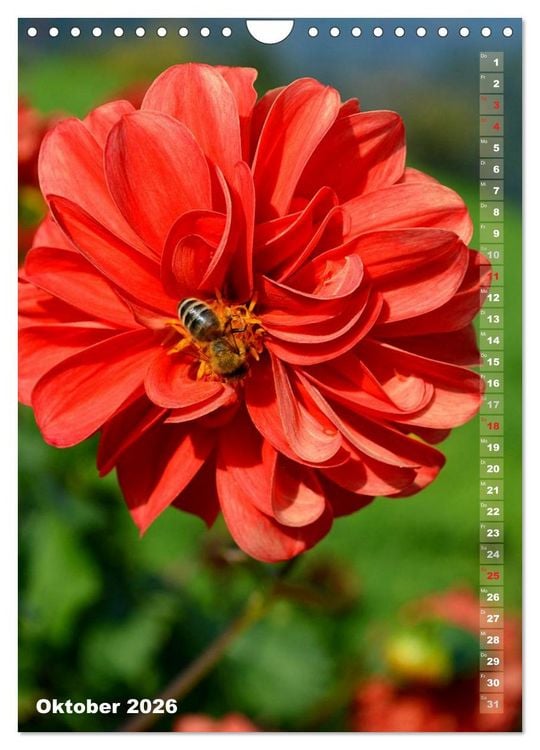 Produktbild: Dahlien - Bl&uuml;tentr&auml;ume (Wandkalender 2026 DIN A4 hoch), CALVENDO Monatskalender