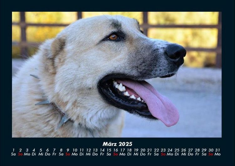 Produktbild: Hundezauber 2025 Fotokalender DIN A4