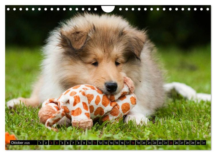 Produktbild: Collie - Mein bester Freund (Wandkalender 2026 DIN A4 quer), CALVENDO Monatskalender