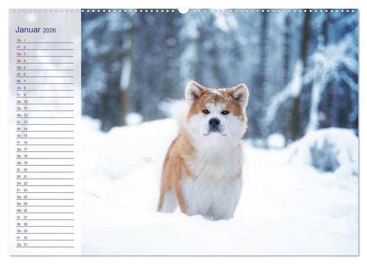 Produktbild: Japans Seelenhunde (Wandkalender 2026 DIN A2 quer), CALVENDO Monatskalender