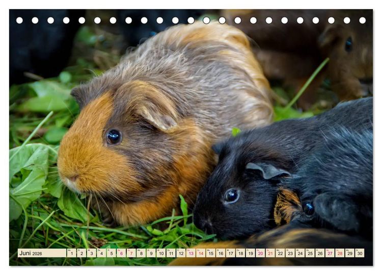 Produktbild: Meerschweinchen - so s&uuml;&szlig; (Tischkalender 2026 DIN A5 quer), CALVENDO Monatskalender