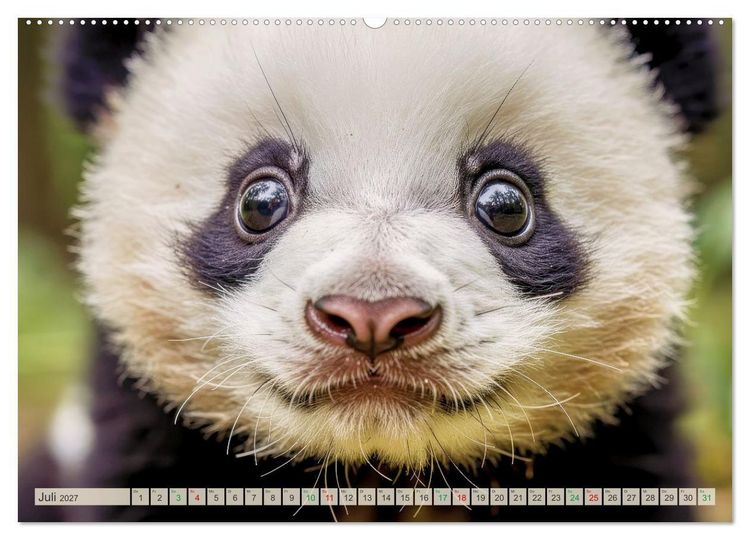 Produktbild: Babys der Wildnis (Wandkalender 2027 DIN A2 quer), CALVENDO Monatskalender