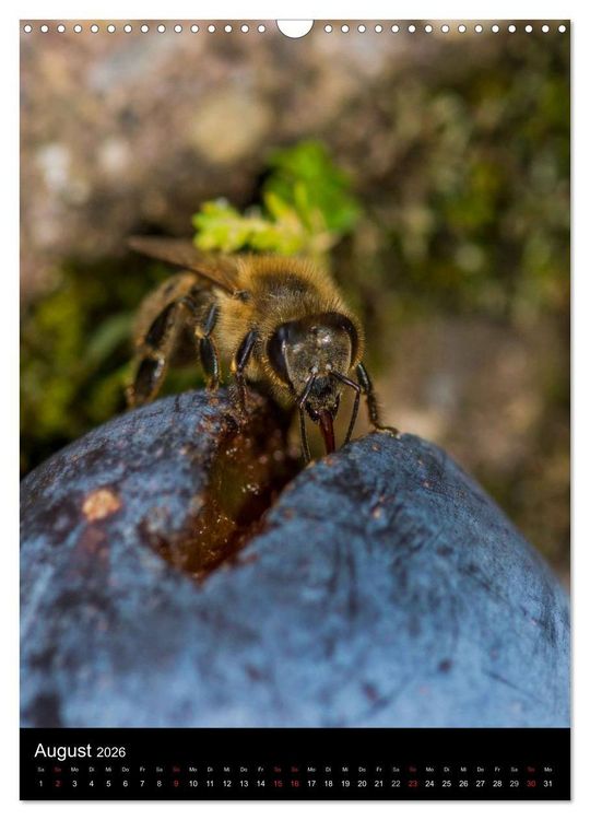 Produktbild: Bienen (Wandkalender 2026 DIN A3 hoch), CALVENDO Monatskalender