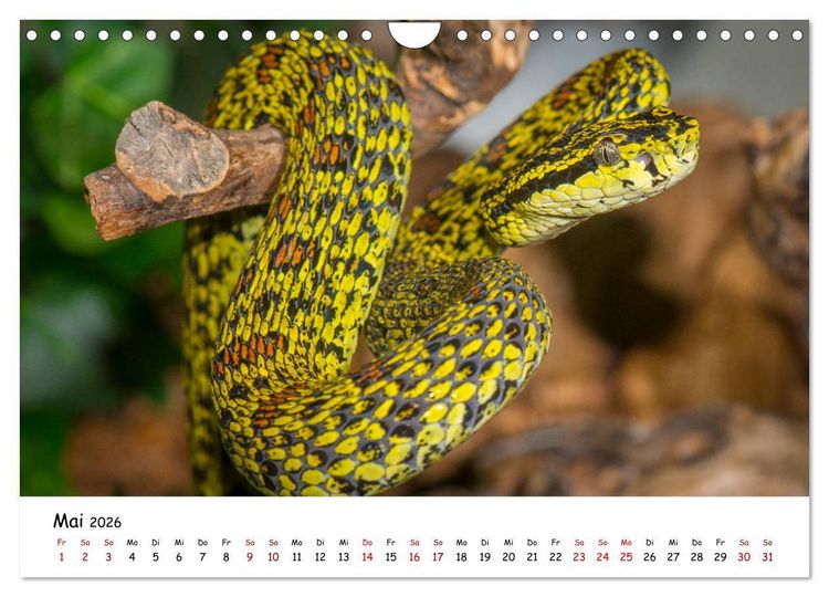 Produktbild: Mythos Schlangen (Wandkalender 2026 DIN A4 quer), CALVENDO Monatskalender