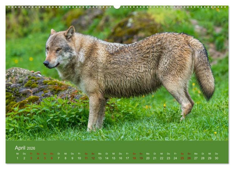 Produktbild: unter W&ouml;lfen (hochwertiger Premium Wandkalender 2026 DIN A2 quer), Kunstdruck in Hochglanz