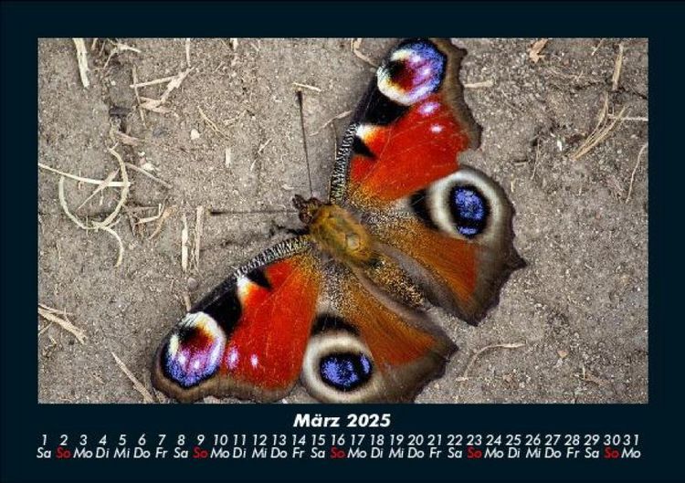 Produktbild: Bunte Pracht der Schmetterlinge 2025 Fotokalender DIN A5