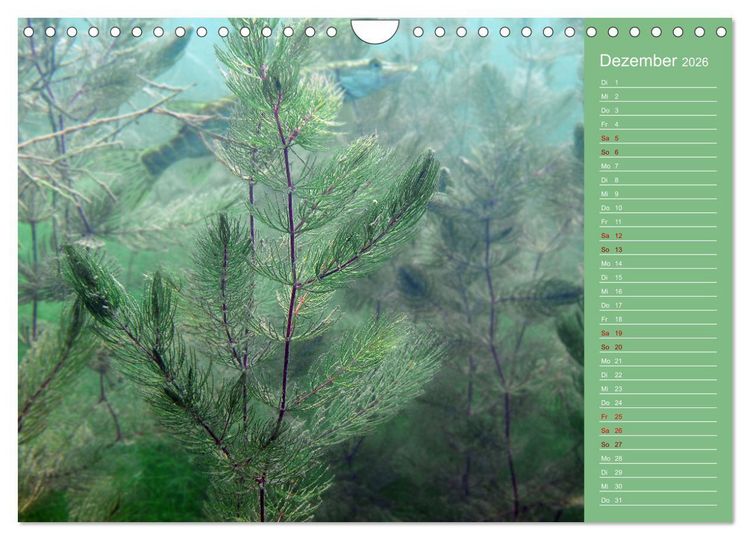 Produktbild: Baggersee - die gr&uuml;ne Welt (Wandkalender 2026 DIN A4 quer), CALVENDO Monatskalender