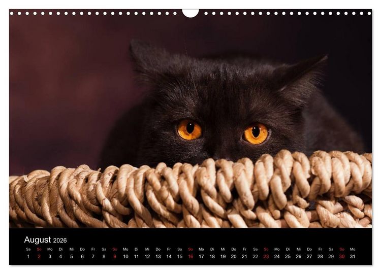 Produktbild: Schokoladige Britisch Kurzhaar Katzen (Wandkalender 2026 DIN A3 quer), CALVENDO Monatskalender