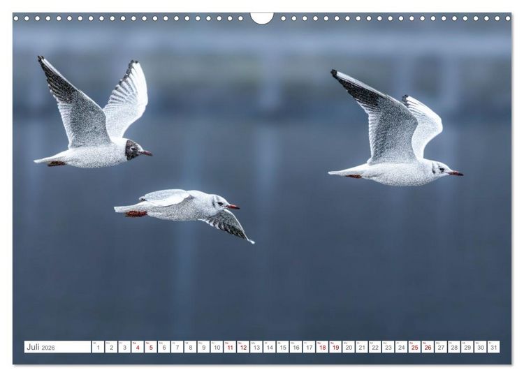 Produktbild: Aerorobaten - M&ouml;wen im Flug (Wandkalender 2026 DIN A3 quer), CALVENDO Monatskalender