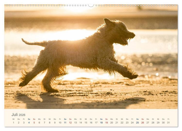 Produktbild: IRISH SOFT COATED WHEATEN TERRIER 2026 (hochwertiger Premium Wandkalender 2026 DIN A2 quer), Kunstdruck in Hochglanz