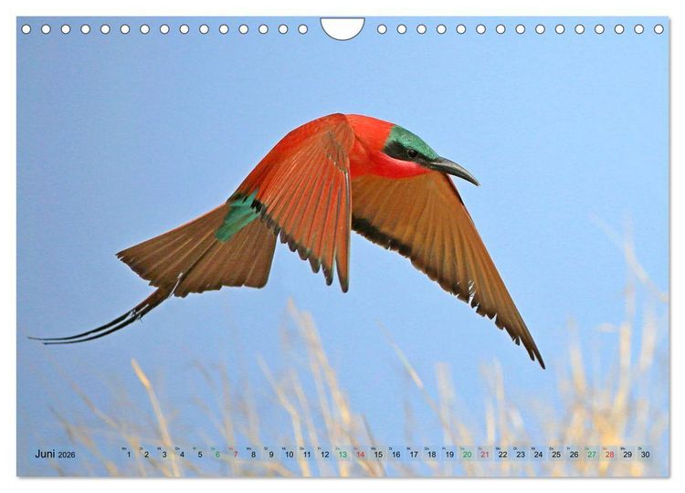 Produktbild: V&ouml;gel in Afrika - Magie der Farben (Wandkalender 2026 DIN A4 quer), CALVENDO Monatskalender