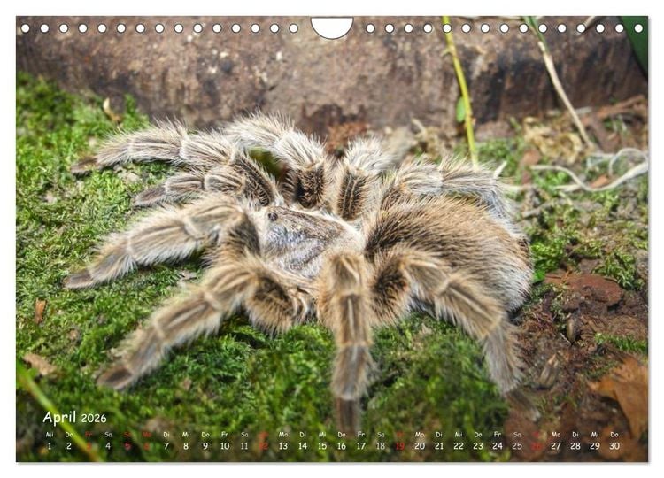 Produktbild: Vogelspinnen (Wandkalender 2026 DIN A4 quer), CALVENDO Monatskalender