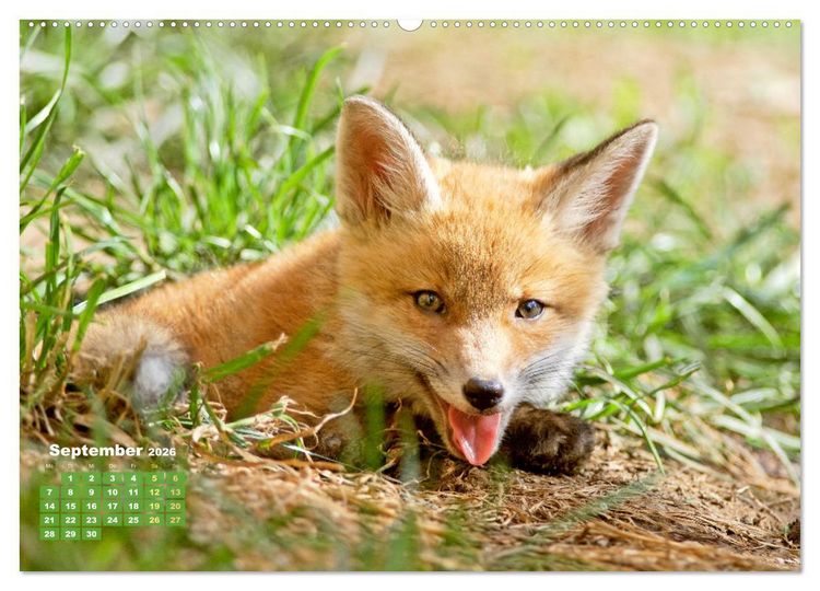 Produktbild: Der Fuchs: Kluger J&auml;ger (Wandkalender 2026 DIN A2 quer), CALVENDO Monatskalender