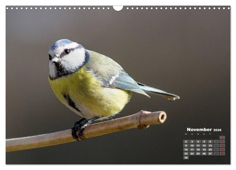 Produktbild: NATUR PUR - Singv&ouml;gel ganz nah (Wandkalender 2026 DIN A3 quer), CALVENDO Monatskalender