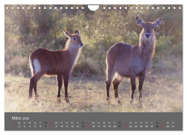 Produktbild: Ich tr&auml;umte von Afrika (Wandkalender 2026 DIN A4 quer), CALVENDO Monatskalender