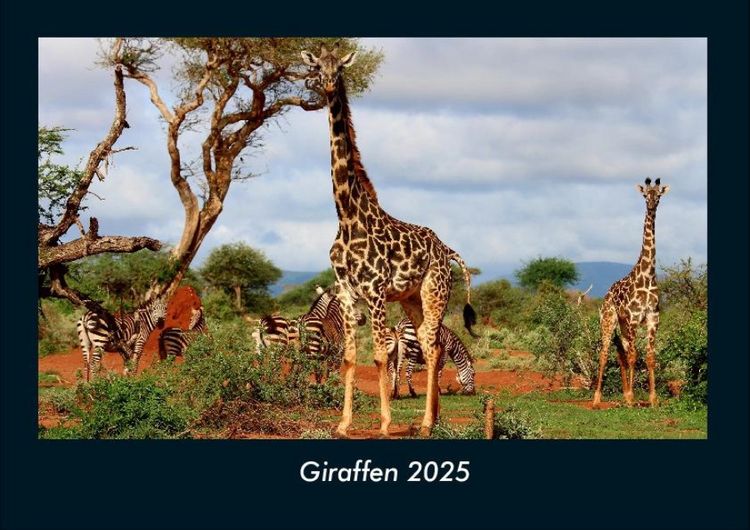 Produktbild: Giraffen 2025 Fotokalender DIN A4