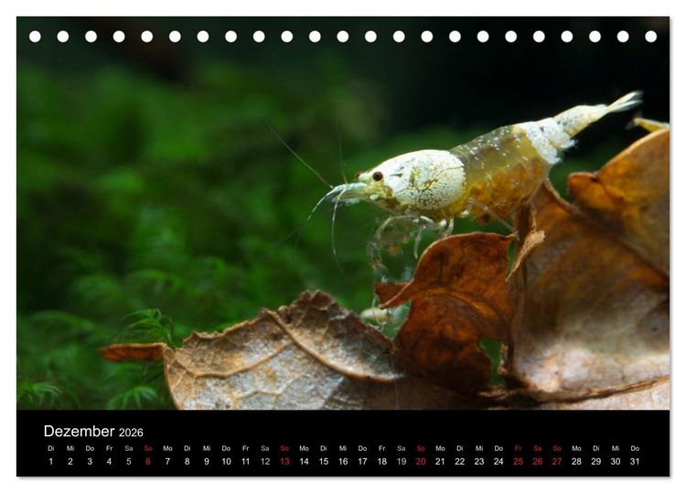 Produktbild: Zwerggarnelen - gepanzerte Juwelen im Aquarium (Tischkalender 2026 DIN A5 quer), CALVENDO Monatskalender