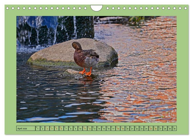 Produktbild: Faszination Stadtpark Odense (Wandkalender 2026 DIN A4 quer), CALVENDO Monatskalender