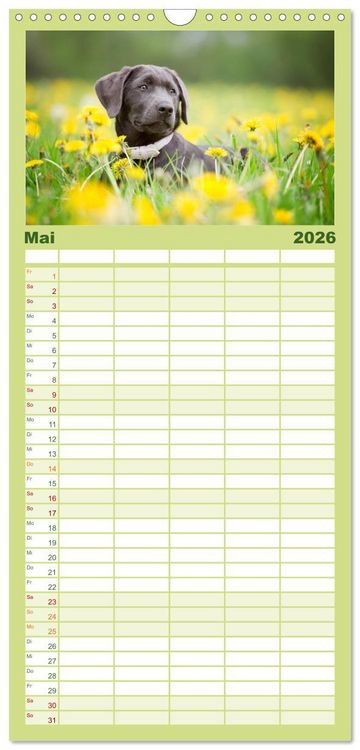 Produktbild: Familienplaner 2026 - Labrador Retriever mit 5 Spalten (Wandkalender, 21 x 45 cm) CALVENDO