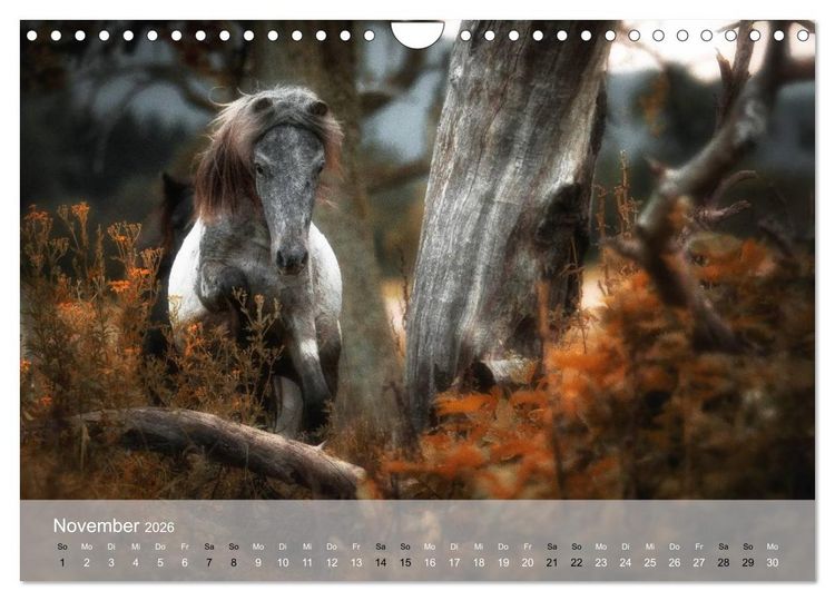 Produktbild: Pferde - Anmut und St&auml;rke gepaart mit Magie (Wandkalender 2026 DIN A4 quer), CALVENDO Monatskalender