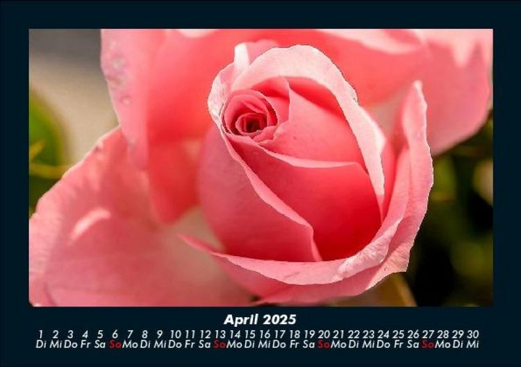 Produktbild: Blumenkalender 2025 Fotokalender DIN A5