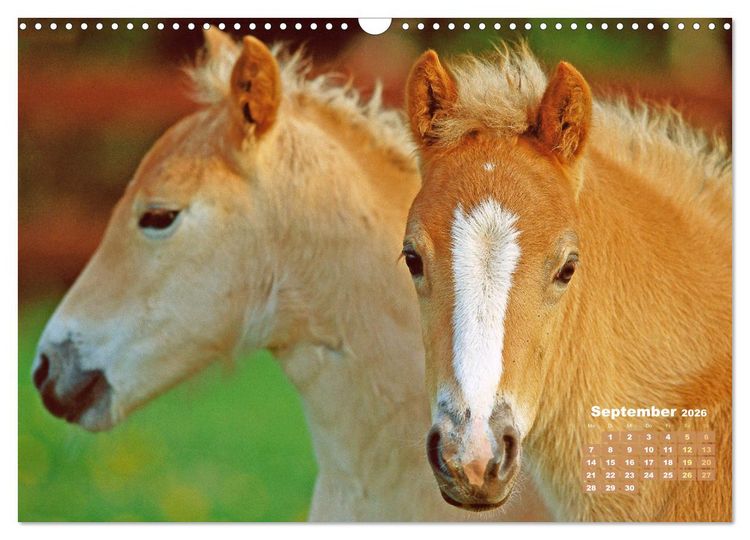 Produktbild: Haflinger: Die blonden Pferde von der Alm (Wandkalender 2026 DIN A3 quer), CALVENDO Monatskalender