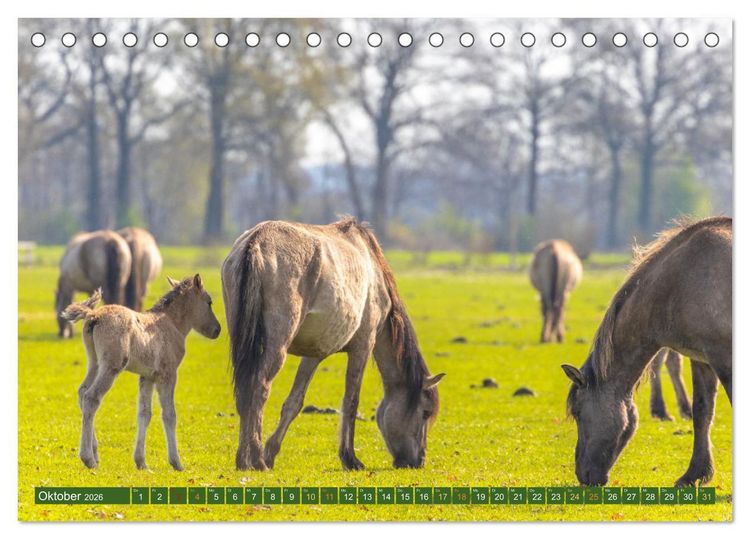 Produktbild: D&uuml;lmen - Wildpferde, Burgen und Schl&ouml;sser (Tischkalender 2026 DIN A5 quer), CALVENDO Monatskalender