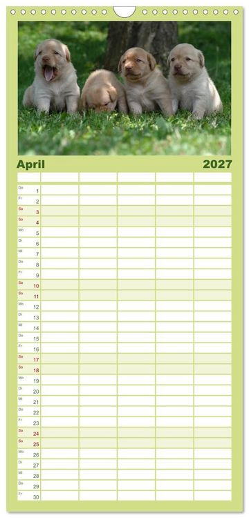 Produktbild: Familienplaner 2027 - Labrador Welpen mit 5 Spalten (Wandkalender, 21 x 45 cm) CALVENDO
