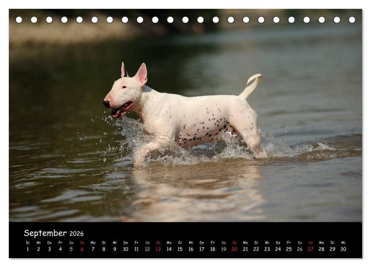 Produktbild: Bullterrier? Was sonst! (Tischkalender 2026 DIN A5 quer), CALVENDO Monatskalender