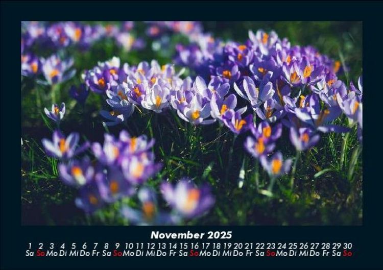 Produktbild: Blumenkalender 2025 Fotokalender DIN A5