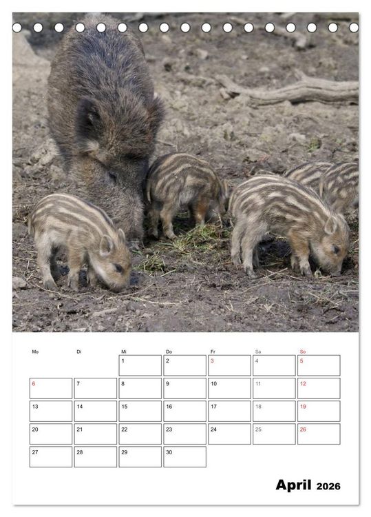 Produktbild: Der wildschweinische Terminplaner (Tischkalender 2026 DIN A5 hoch), CALVENDO Monatskalender