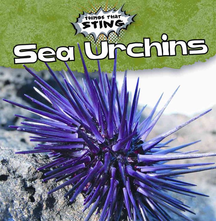 Produktbild: Sea Urchins