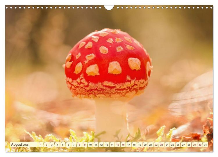 Produktbild: Die Welt der Fliegenpilze (Wandkalender 2026 DIN A3 quer), CALVENDO Monatskalender