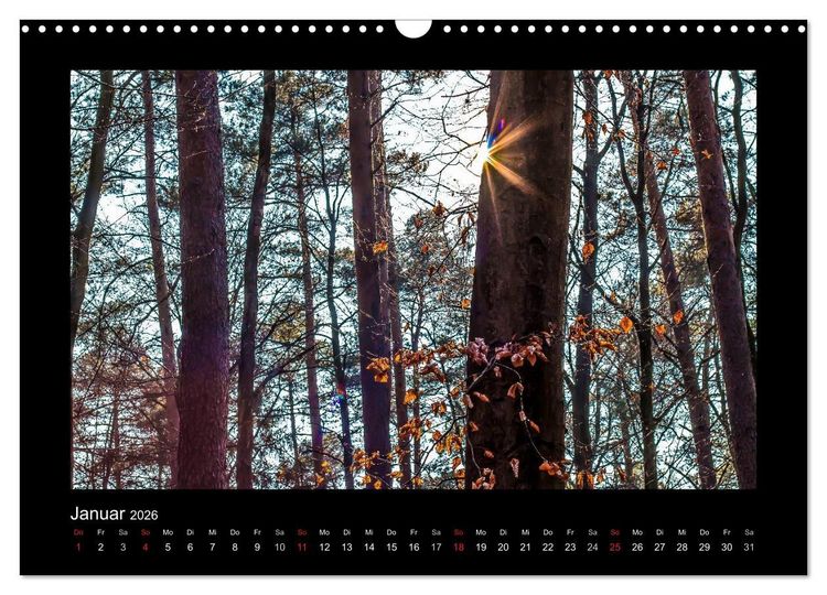 Produktbild: W&auml;lder, fotografiert auf vier Kontinenten (Wandkalender 2026 DIN A3 quer), CALVENDO Monatskalender