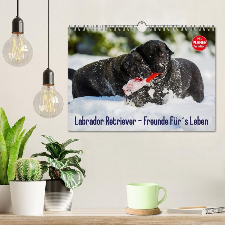 Produktbild: Labrador Retriever - Freunde f&uuml;r&acute;s Leben (Wandkalender 2026 DIN A4 quer), CALVENDO Monatskalender