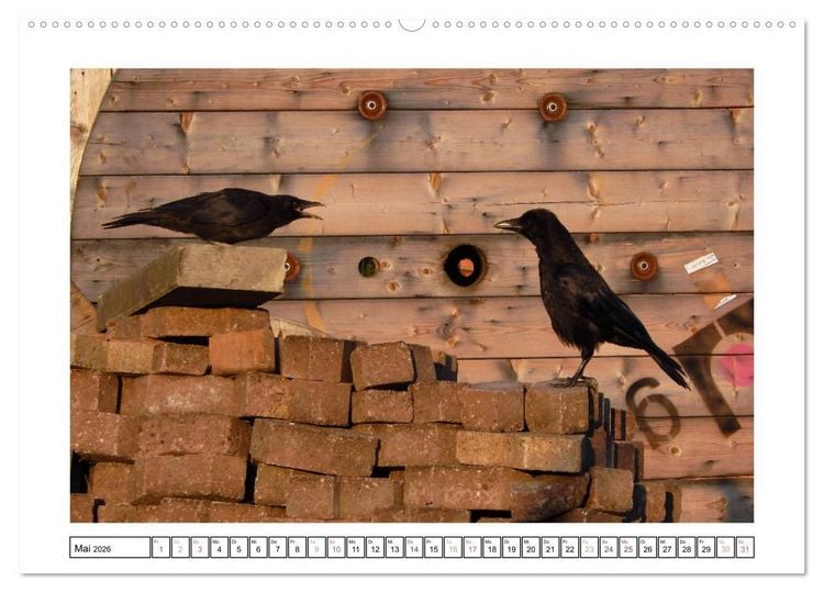 Produktbild: Rabenhafte Augenblicke (Wandkalender 2026 DIN A2 quer), CALVENDO Monatskalender