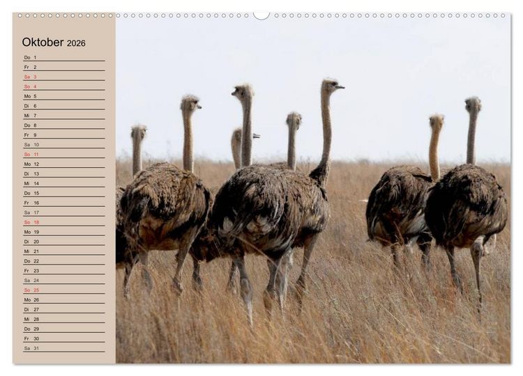 Produktbild: Vogel Strau&szlig;. Imposanter Riese und L&auml;ufer (hochwertiger Premium Wandkalender 2026 DIN A2 quer), Kunstdruck in Hochglanz