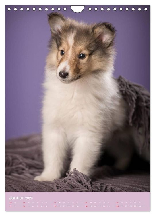 Produktbild: Tierkinder Hunde und Katzen (Wandkalender 2026 DIN A4 hoch), CALVENDO Monatskalender