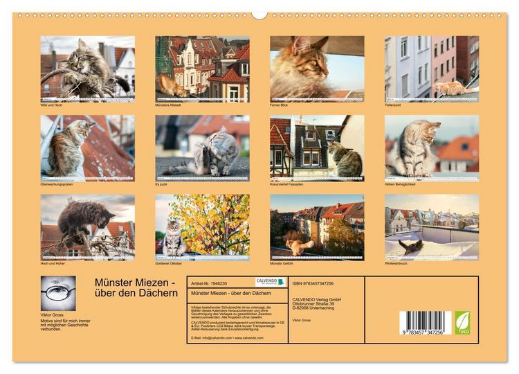 Produktbild: M&uuml;nster Miezen - &uuml;ber den D&auml;chern (hochwertiger Premium Wandkalender 2026 DIN A2 quer), Kunstdruck in Hochglanz