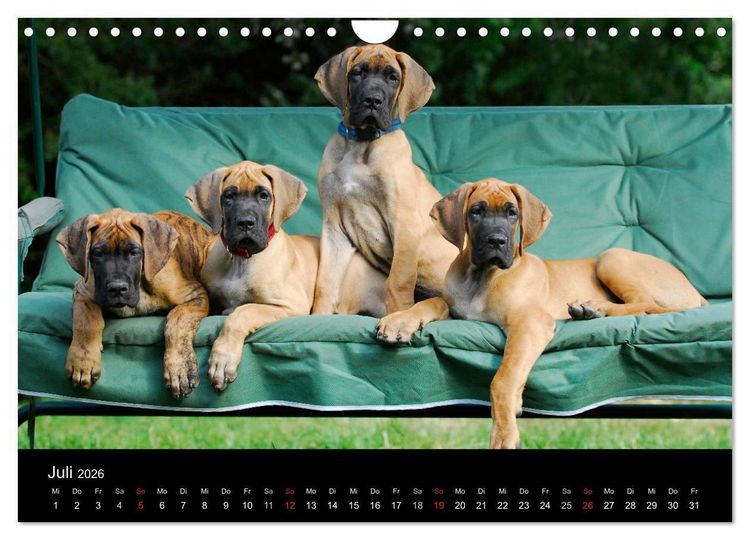Produktbild: Deutsche Dogge 2026 (Wandkalender 2026 DIN A4 quer), CALVENDO Monatskalender