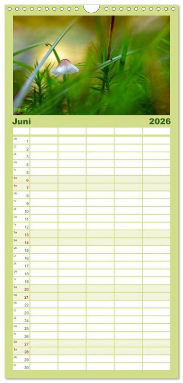 Produktbild: Familienplaner 2026 - Pilzmagie mit 5 Spalten (Wandkalender, 21 x 45 cm) CALVENDO