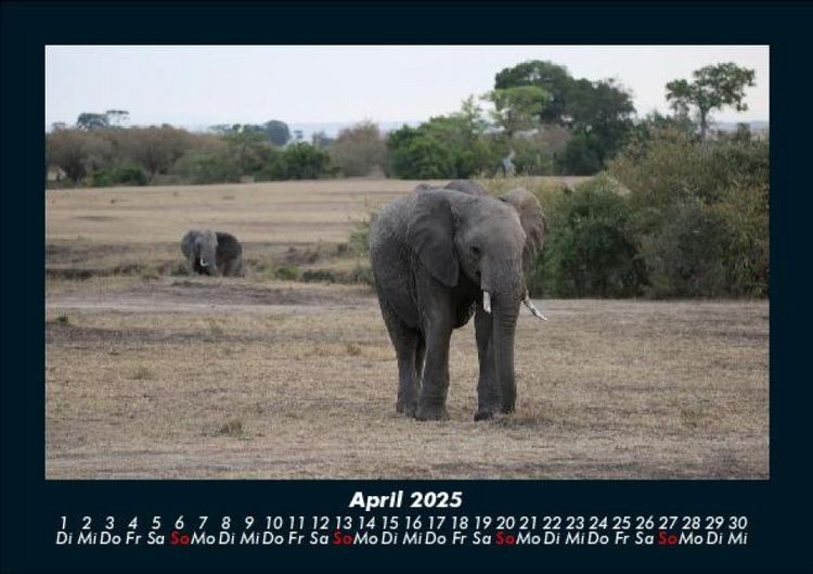 Produktbild: Elefanten 2025 Fotokalender DIN A5