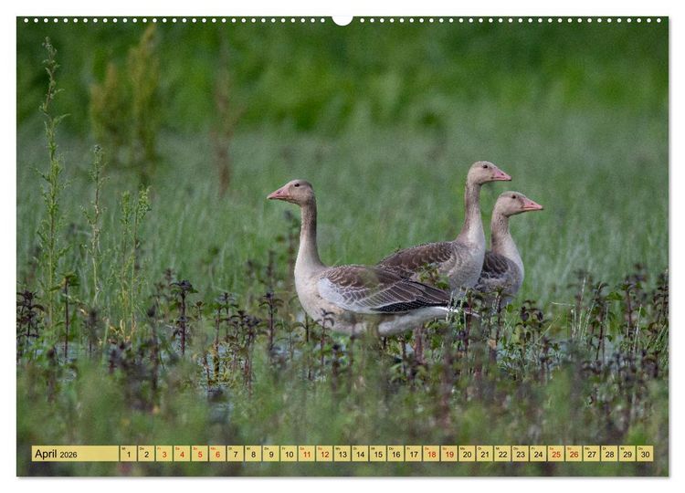 Produktbild: Donaudelta - Europas gro&szlig;es Vogelparadies (Wandkalender 2026 DIN A2 quer), CALVENDO Monatskalender