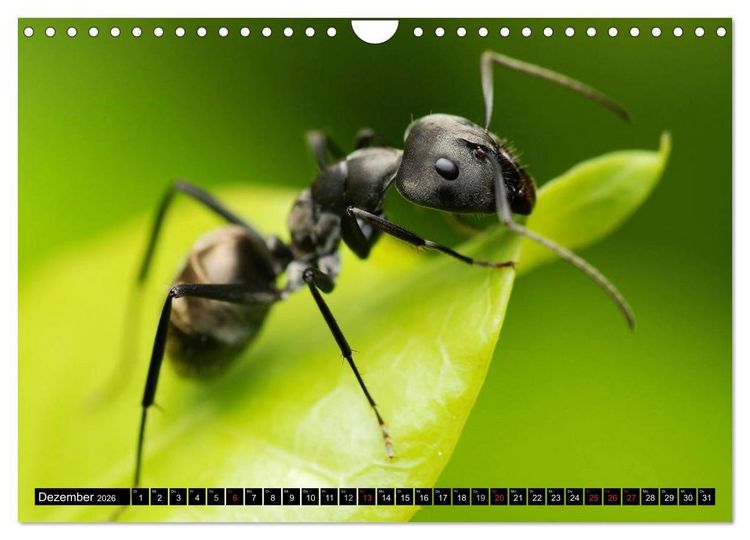 Produktbild: Insekten &bull; Bizarre Naturwunder (Wandkalender 2026 DIN A4 quer), CALVENDO Monatskalender
