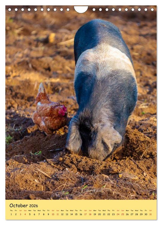 Produktbild: Just Pigs (Wall Calendar 2026 DIN A4 portrait), CALVENDO 12 Month Wall Calendar
