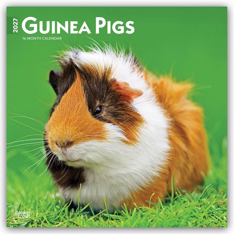Produktbild: Guinea Pigs &ndash; Meerschweinschen 2027 &ndash; 16-Monatskalender