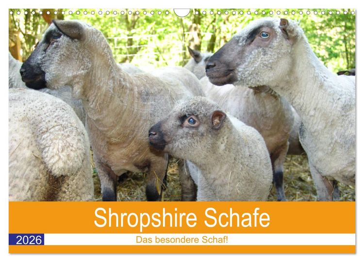 Produktbild: Shropshire Schafe (Wandkalender 2026 DIN A3 quer), CALVENDO Monatskalender