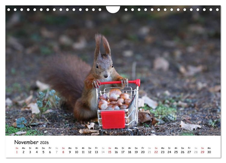Produktbild: Unsere Eichh&ouml;rnchen in Bayern (Wandkalender 2026 DIN A4 quer), CALVENDO Monatskalender