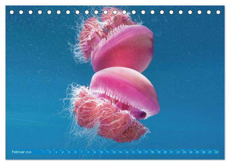 Produktbild: Tauchen: Wunderbares tiefblaues Meer (Tischkalender 2026 DIN A5 quer), CALVENDO Monatskalender