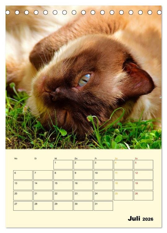 Produktbild: K&auml;tzchen - Theater (Tischkalender 2026 DIN A5 hoch), CALVENDO Monatskalender